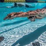Michael-Phelps-by-Mike-Lewis-DSC_5485-Edit.jpg
